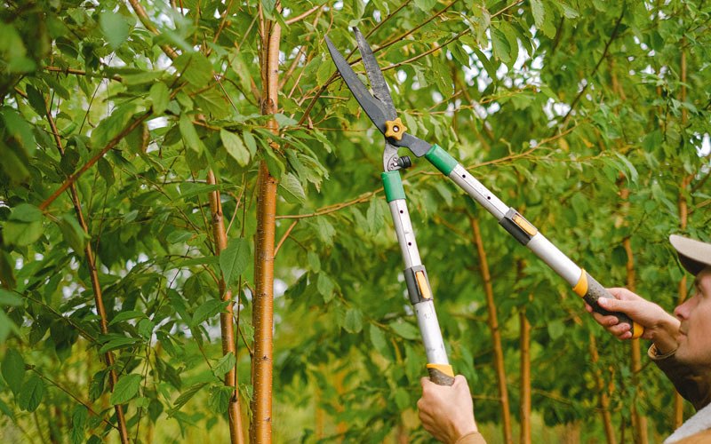 Tree trimming in Mekinock, ND
