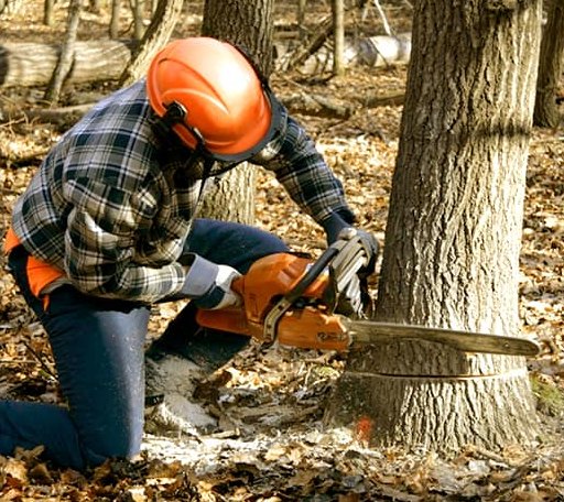 Tree Removal in Mekinock, ND